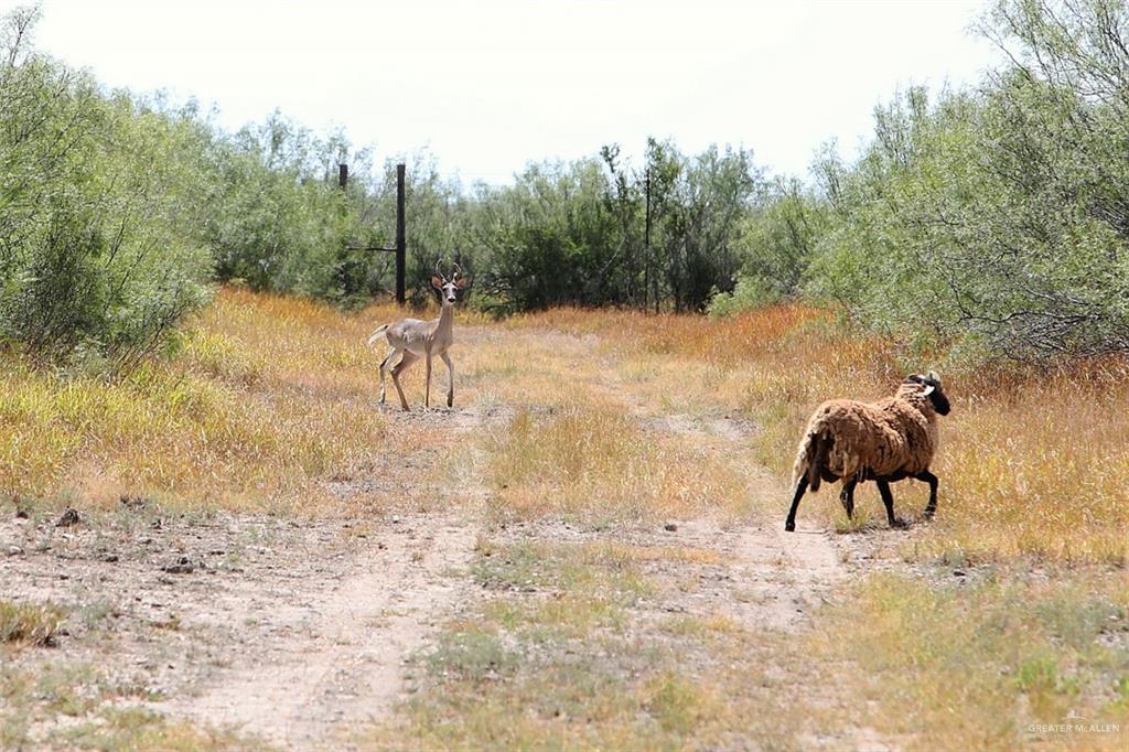 NE Loma Blanca Road, Roma, Texas image 6