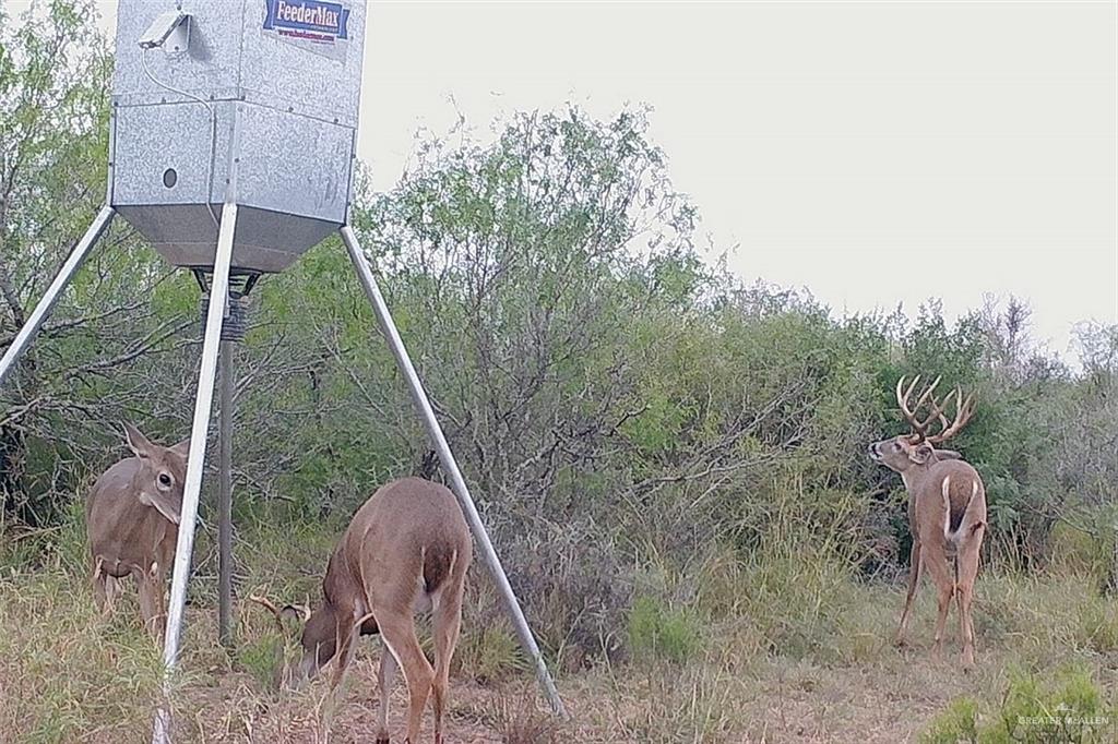 NE Loma Blanca Road, Roma, Texas image 14