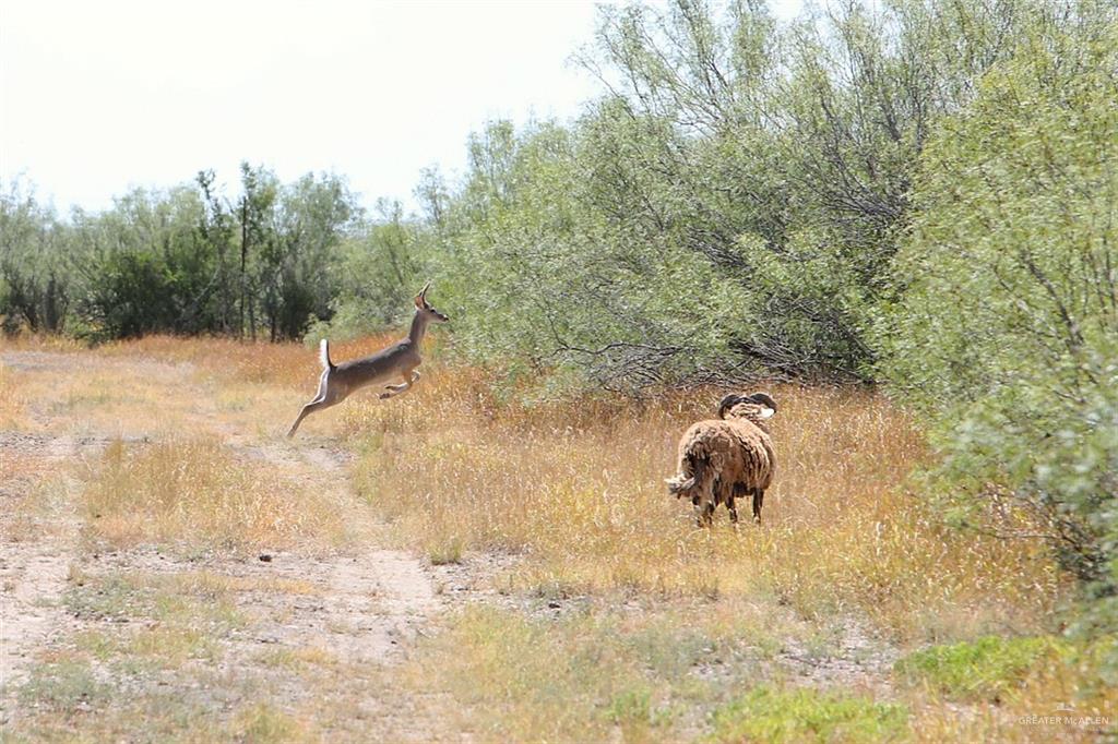 NE Loma Blanca Road, Roma, Texas image 7