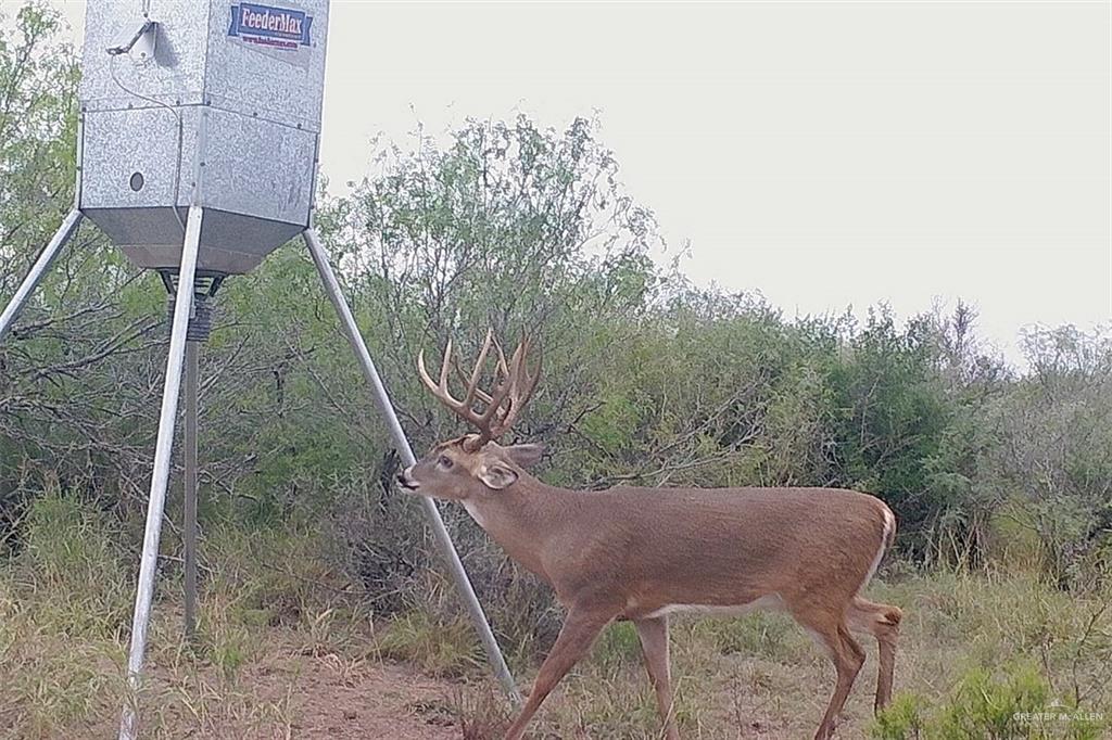 NE Loma Blanca Road, Roma, Texas image 17