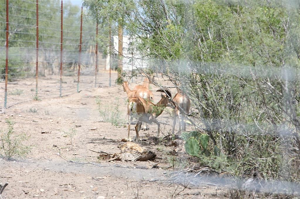 NE Loma Blanca Road, Roma, Texas image 3