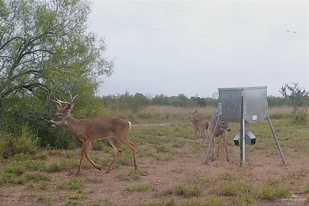 NE Loma Blanca Road, Roma, Texas image 22