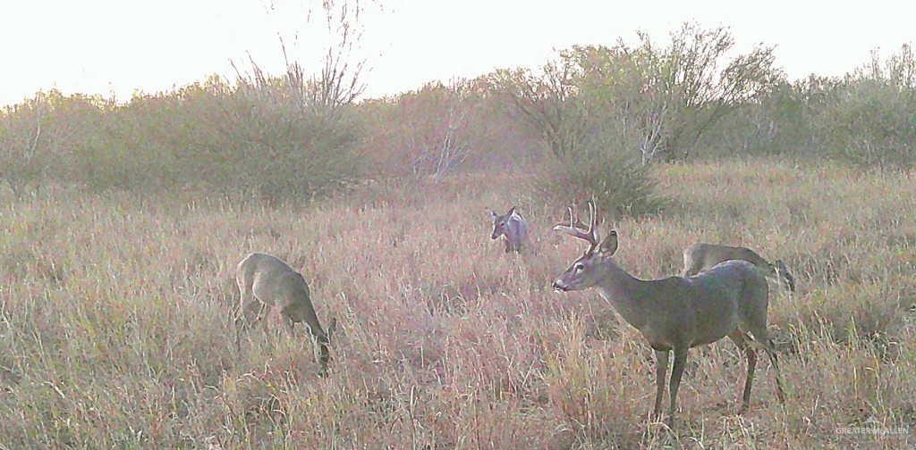 Catarina Road, Santa Elena, Texas image 13