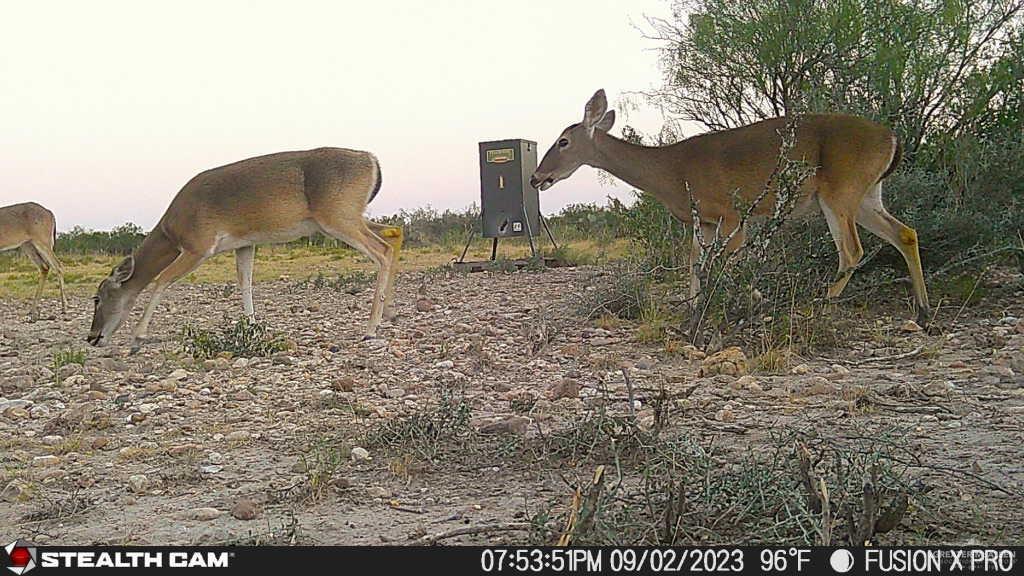 N Loma Blanca Road, Roma, Texas image 36