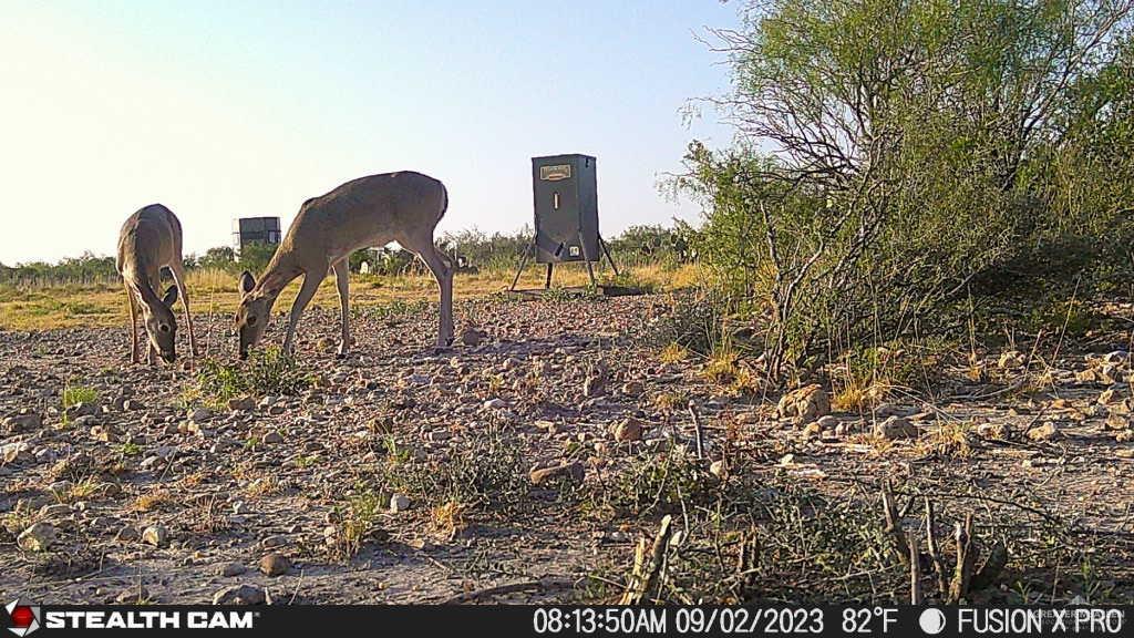 N Loma Blanca Road, Roma, Texas image 35