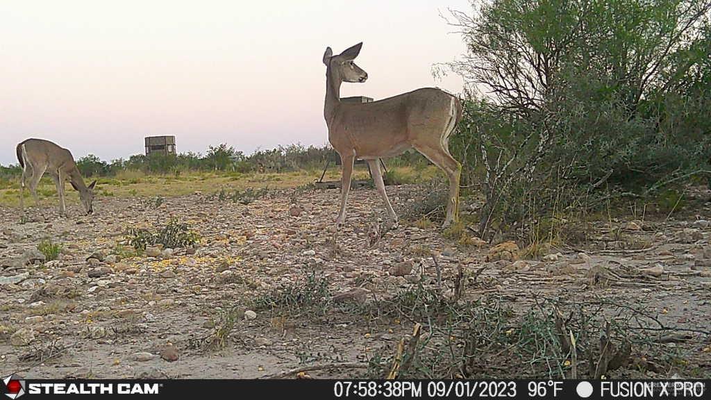 N Loma Blanca Road, Roma, Texas image 39