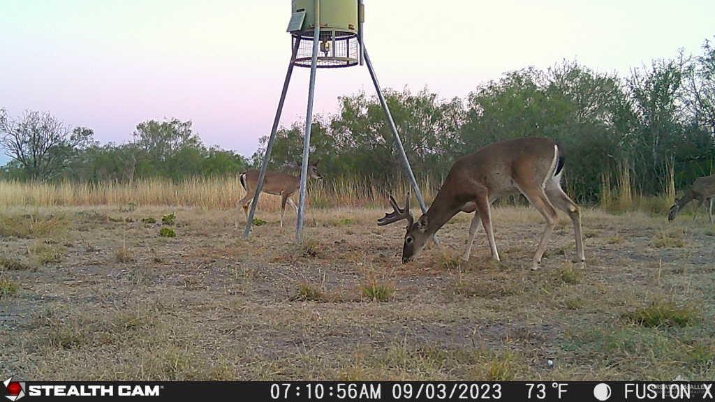 N Loma Blanca Road, Roma, Texas image 32