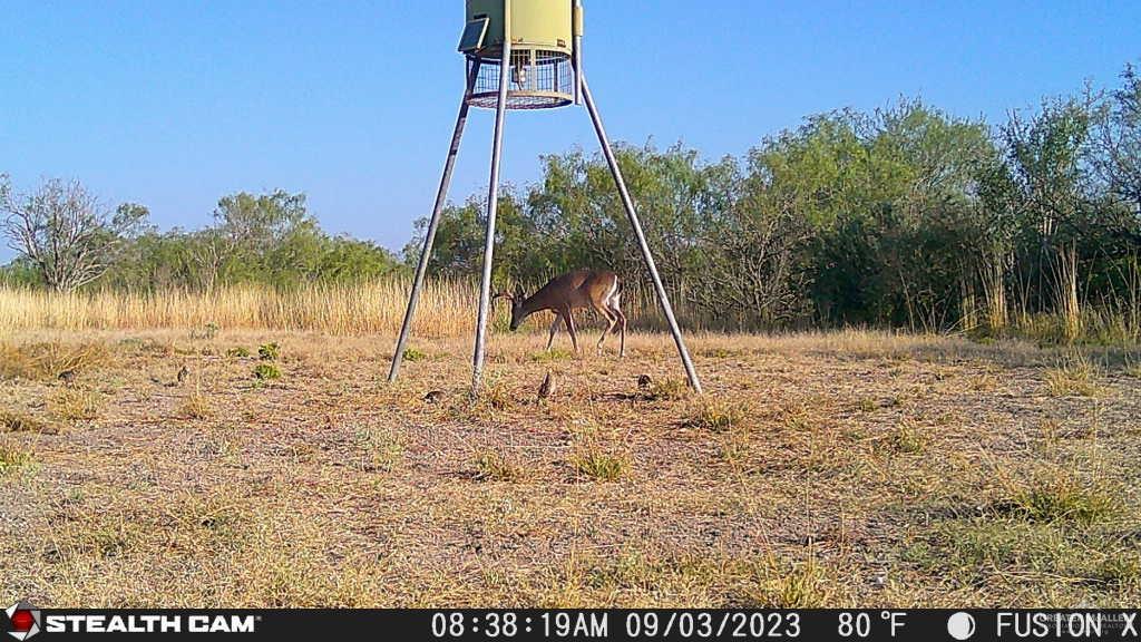 N Loma Blanca Road, Roma, Texas image 34