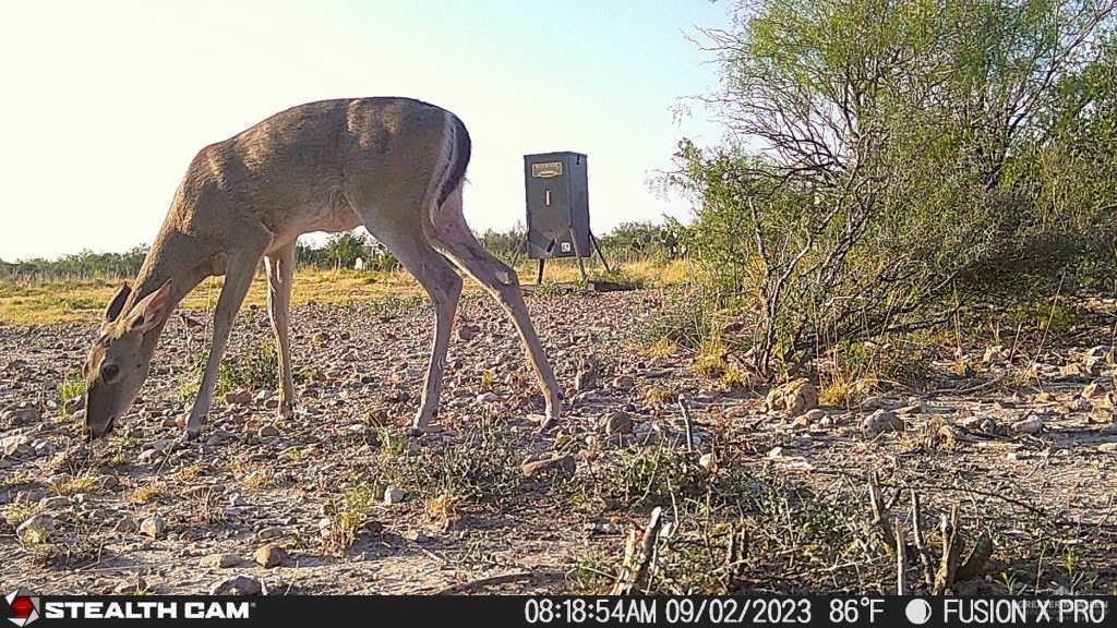 N Loma Blanca Road, Roma, Texas image 37