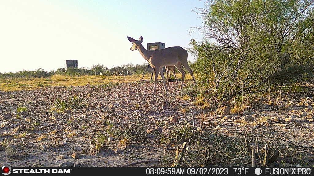 N Loma Blanca Road, Roma, Texas image 40