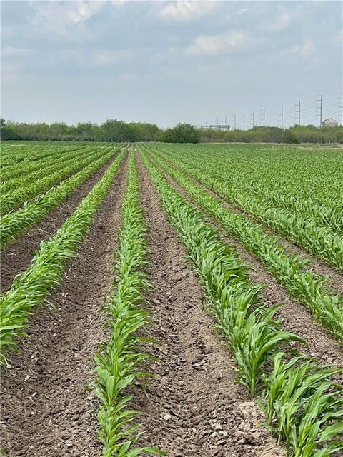 Vacant Land For Sale - TBD N Frontera Road<br/> Progreso, TX 78579