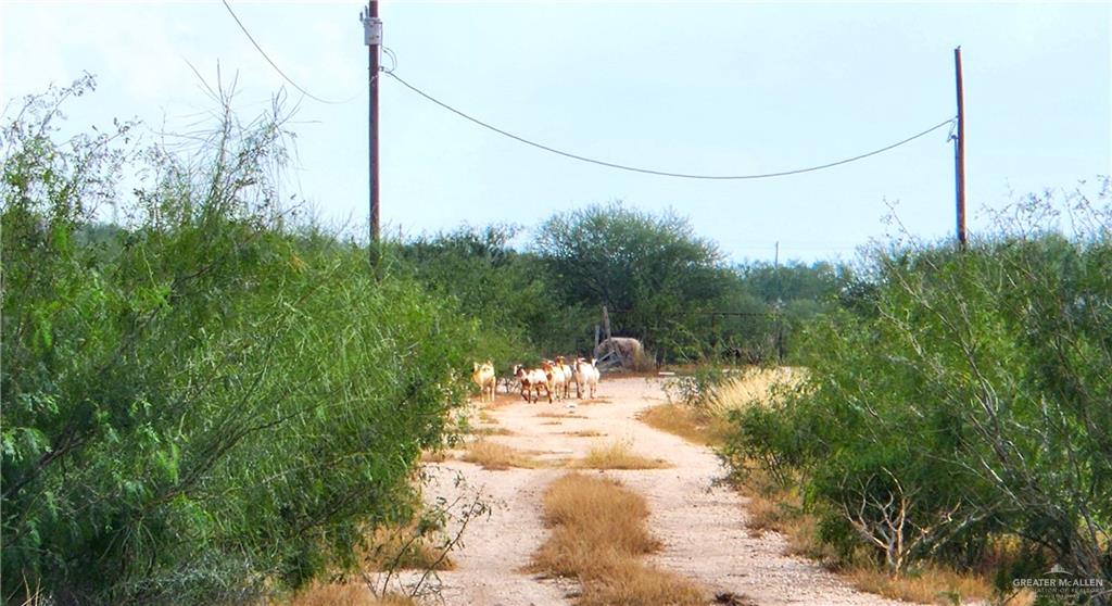 3525 S River Road, Donna, Texas image 3