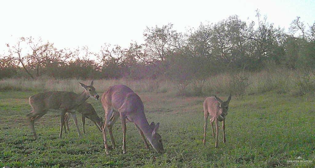 375 W Cr 401 Road, Falfurrias, Texas image 34