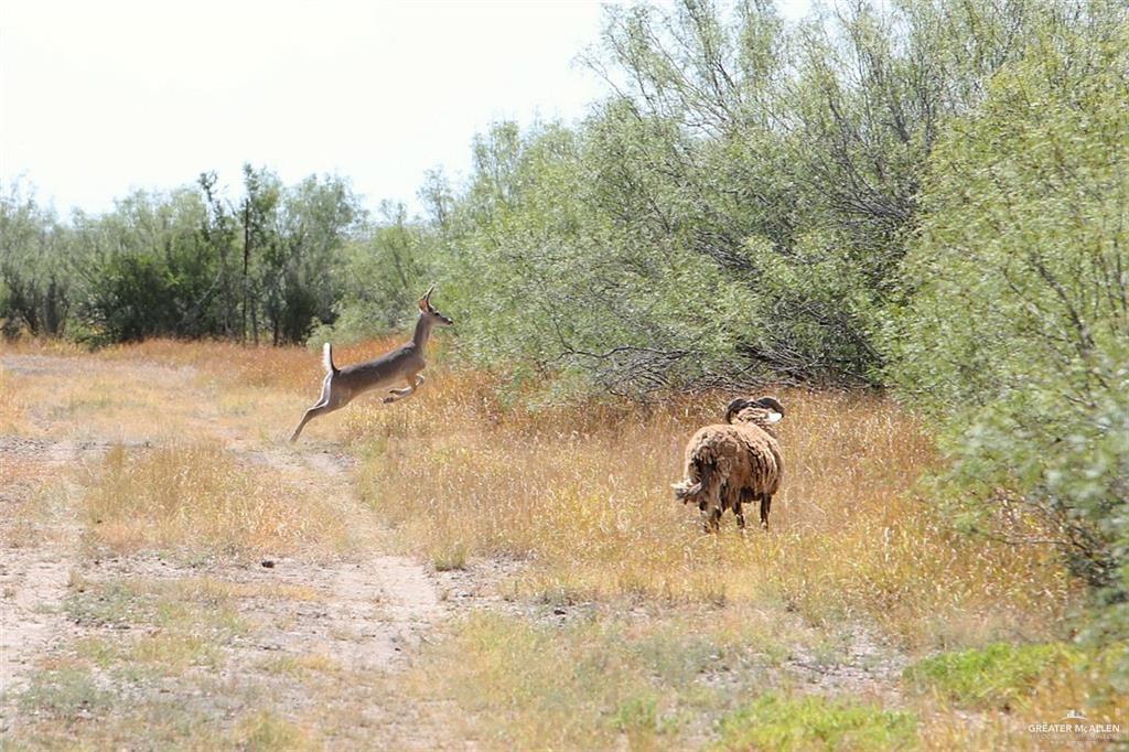 Loma Blanca Road, Roma, Texas image 33