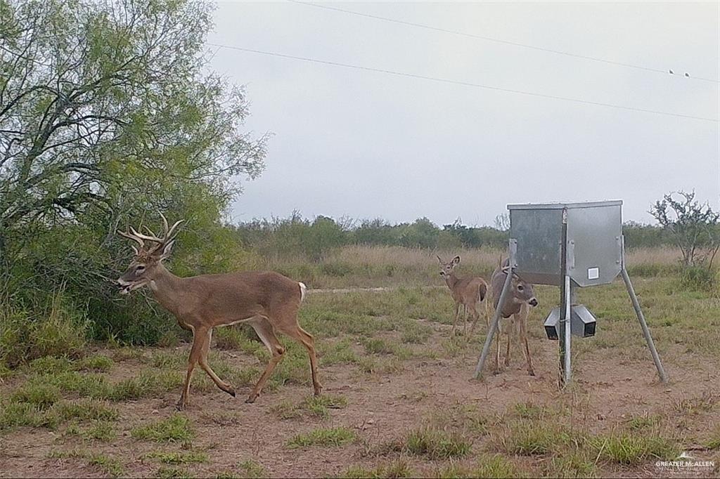 Loma Blanca Road, Roma, Texas image 20