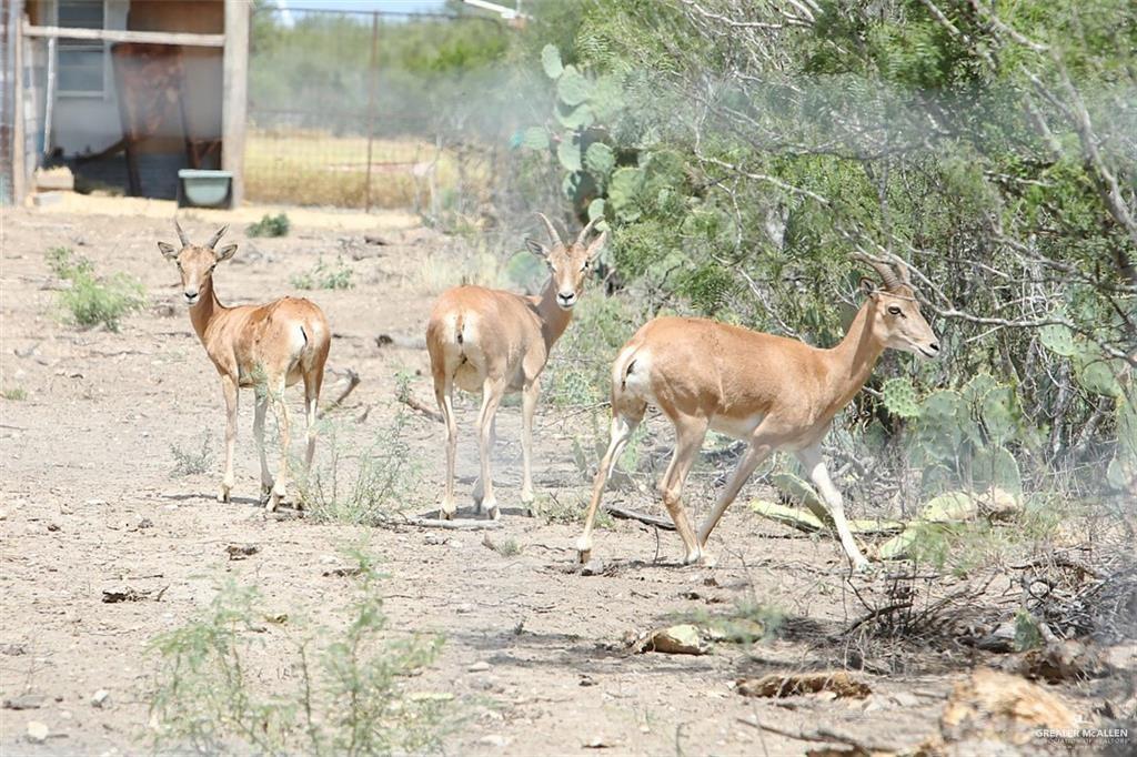 Loma Blanca Road, Roma, Texas image 36