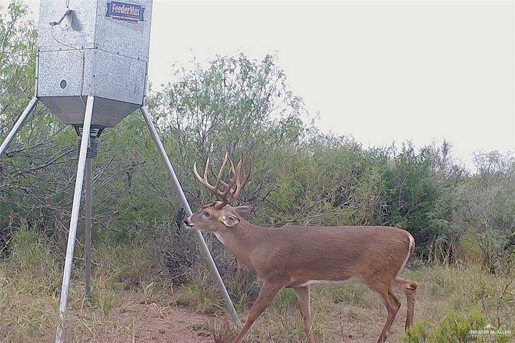 Loma Blanca Road, Roma, Texas image 23