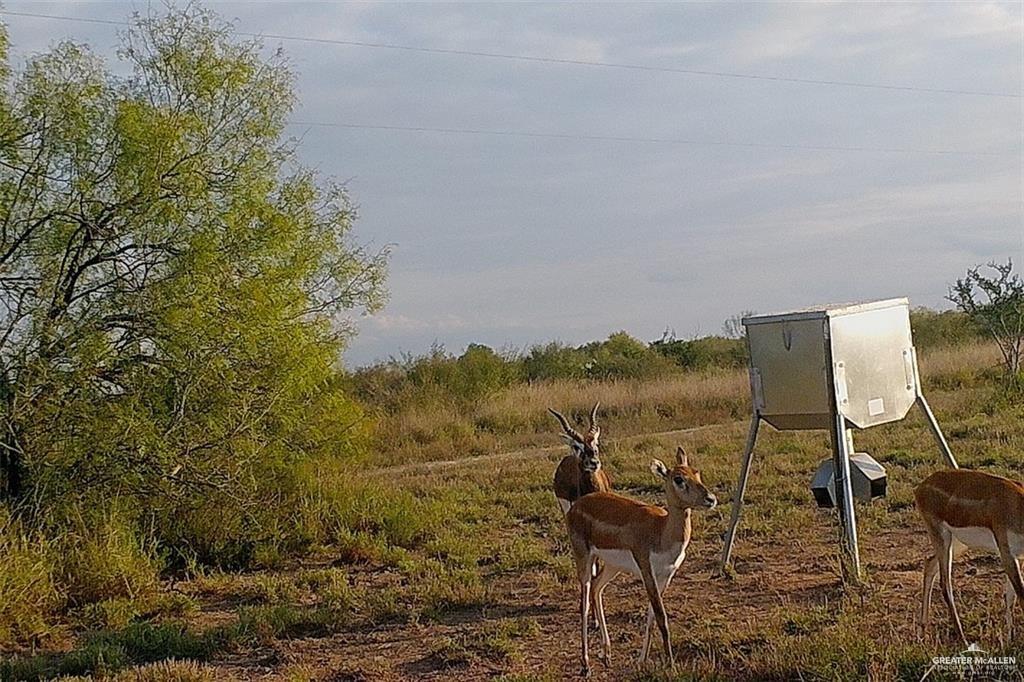 Loma Blanca Road, Roma, Texas image 32