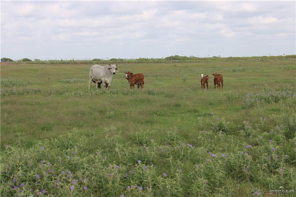 Cr 15 Aka Davila Road, Hargill, Texas image 12