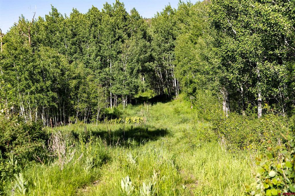 TBD Wapiti Trail
