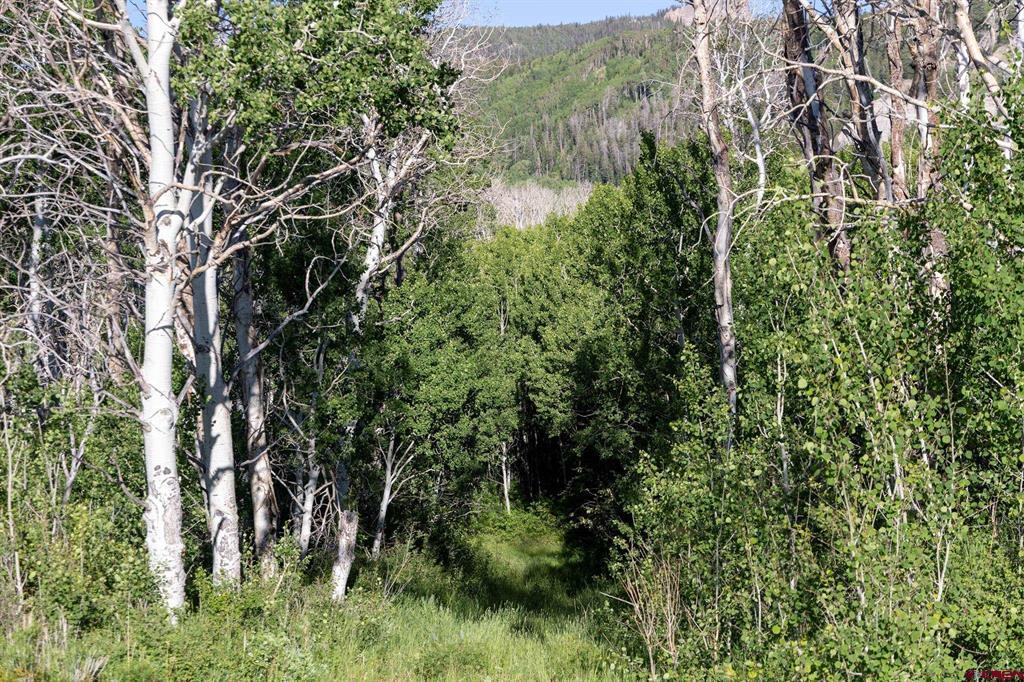 TBD Wapiti Trail