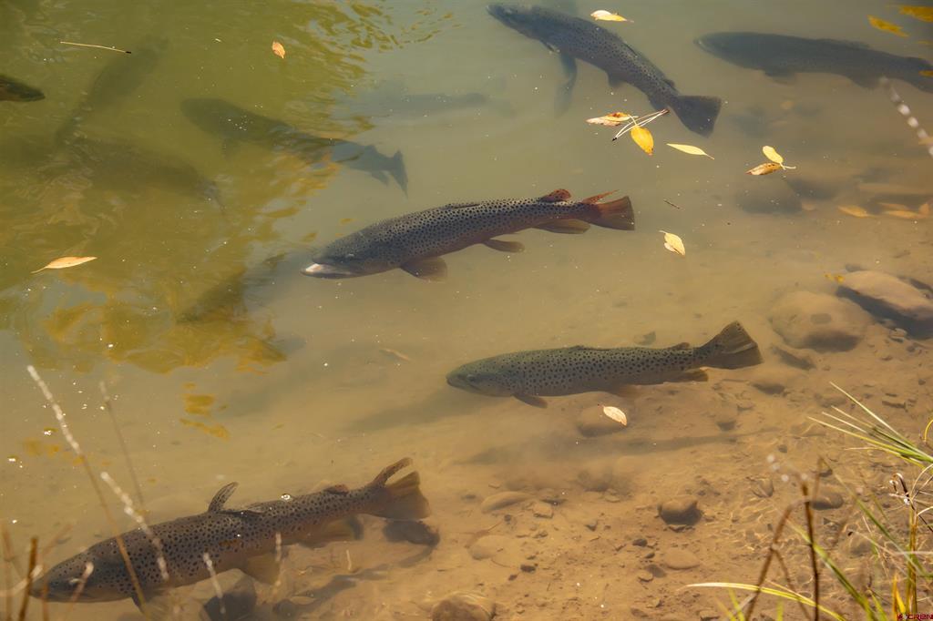 109 Rito Blanco Drive