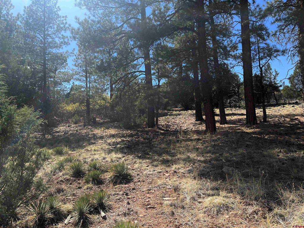 TBD White Tail Lane