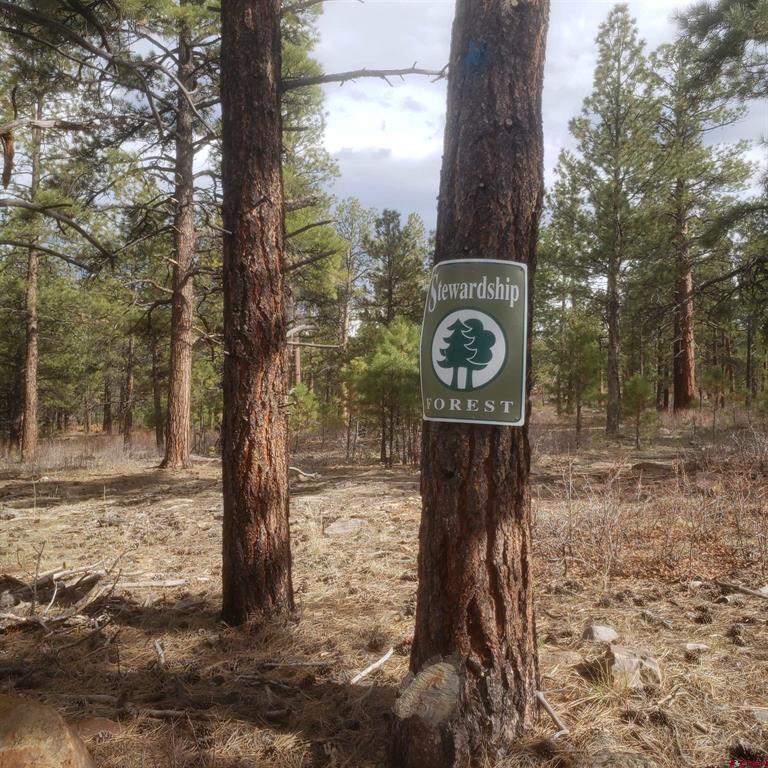 435 Wood Sorrel Lane