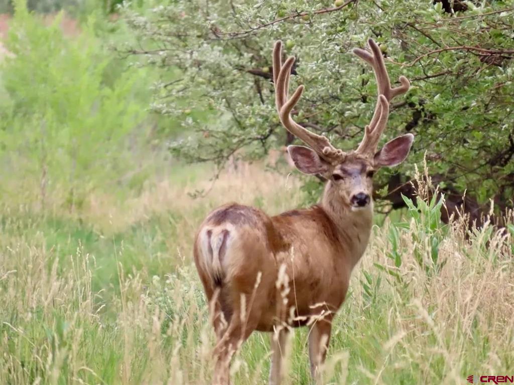 000 Currant Creek Road
