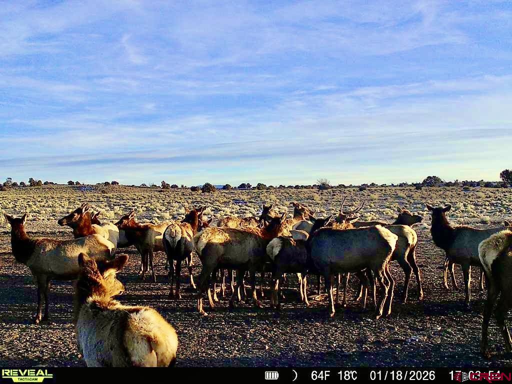 000 Omega Road Cat Hill