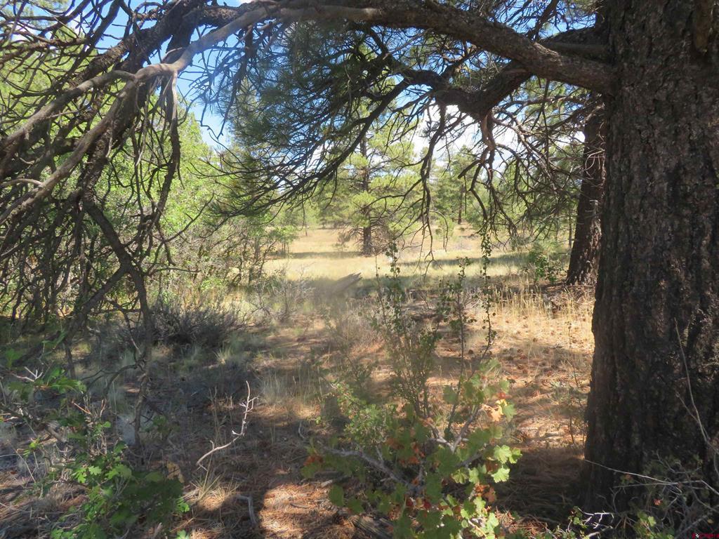 100 N Pinescent Court