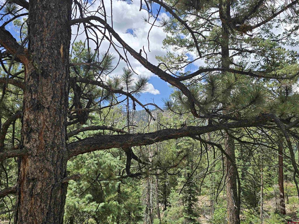 67 Big Pine Trail