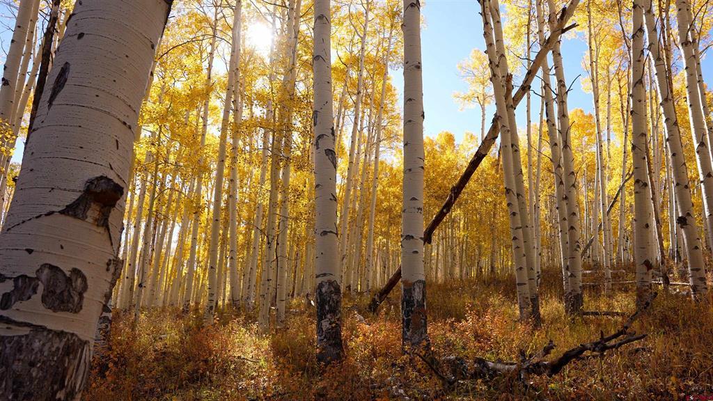 TBD Divide Road