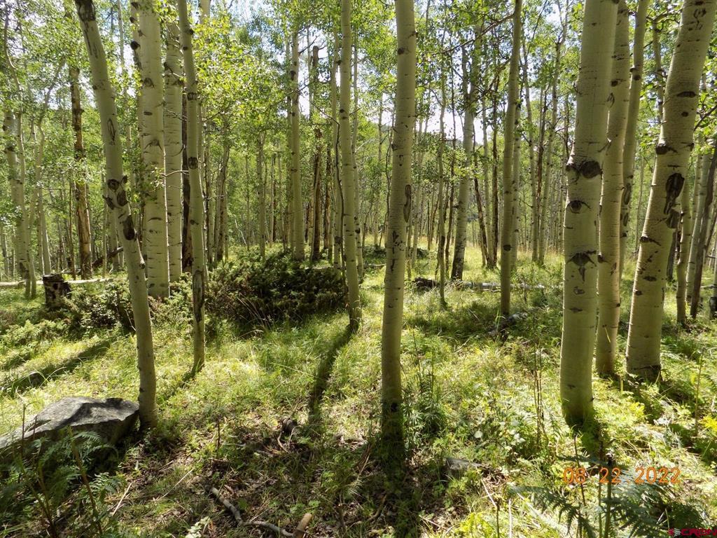 #TBD USFS RD 763 Road