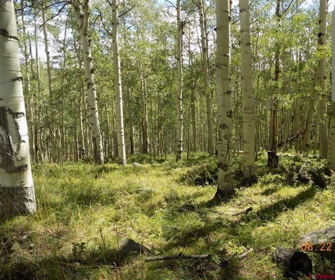 #TBD USFS RD 763 ROAD, PITKIN, CO 81241 - Image e5aac1096983e15ec972e09dfd1d7c8f/680630801