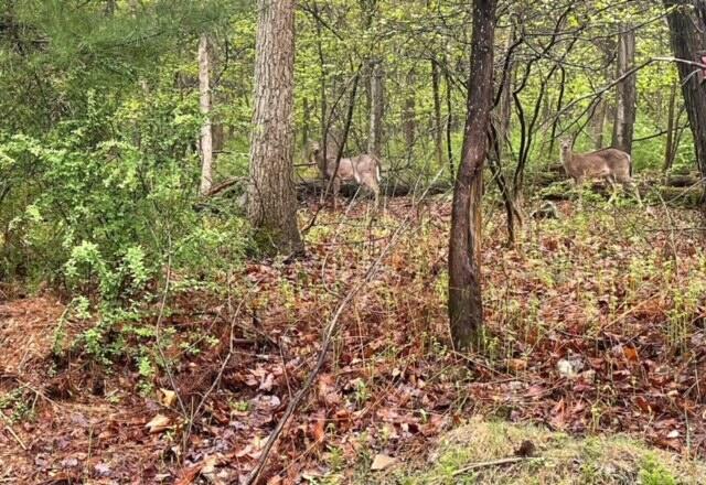 Lot 23 Hemlock Road, Kunkletown, Pennsylvania image 5