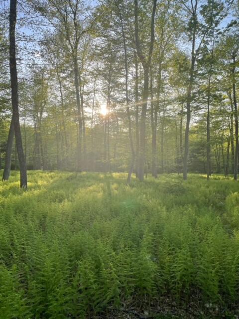Lot 23 Hemlock Road, Kunkletown, Pennsylvania image 6