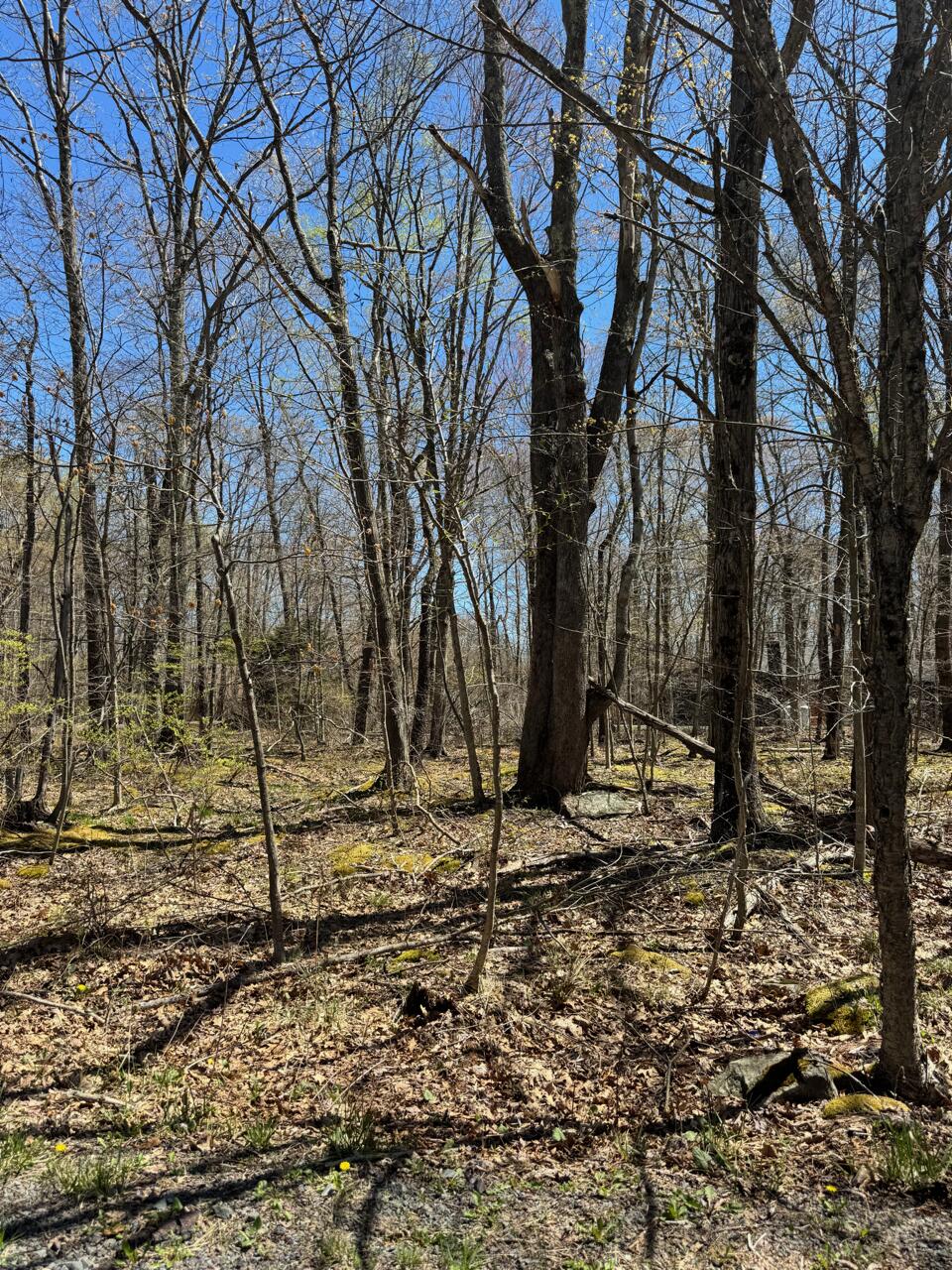 Wagner Way 130, Pocono Lake, Pennsylvania image 1