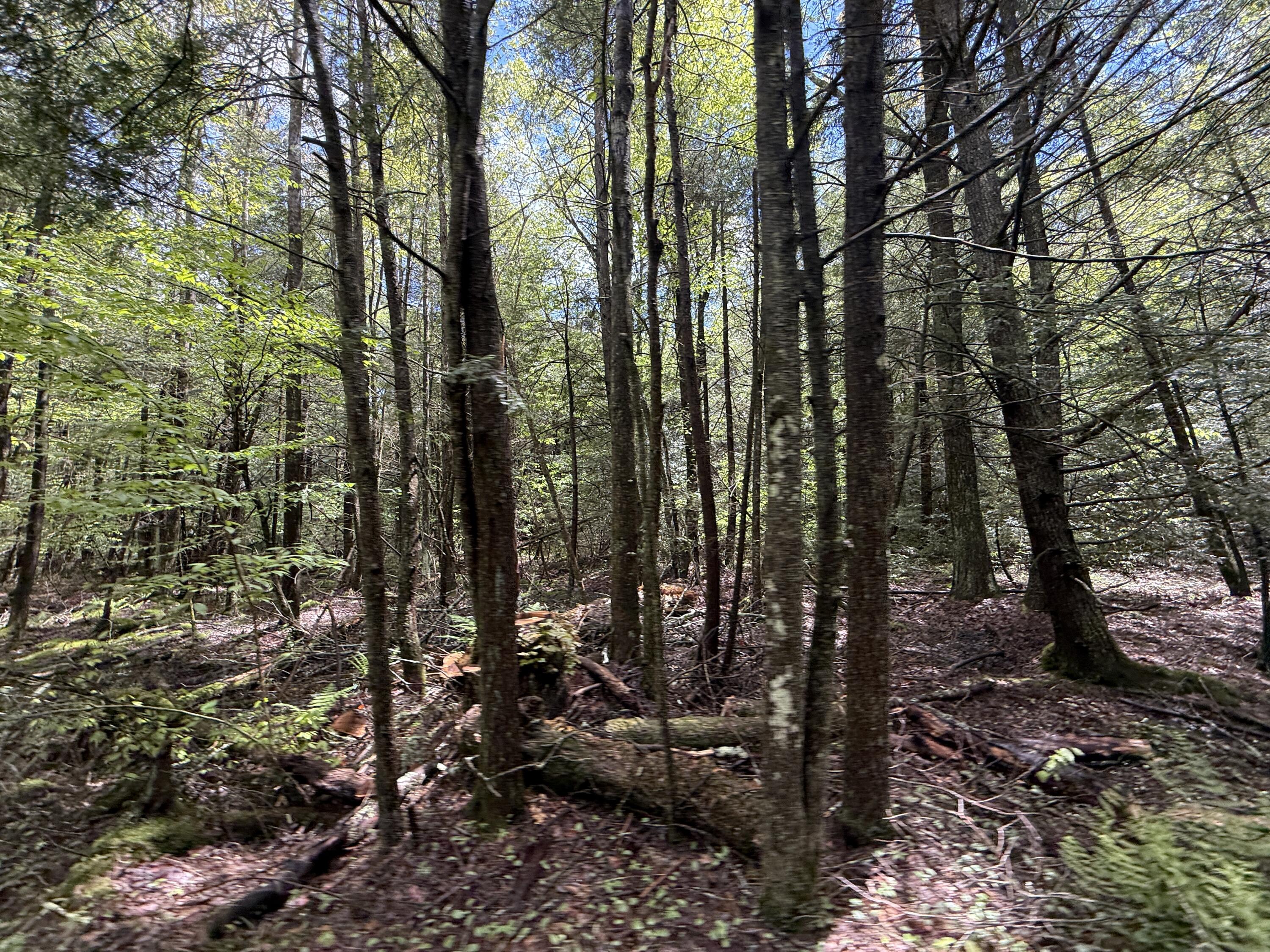 Old White Haven Lane, White Haven, Pennsylvania image 36