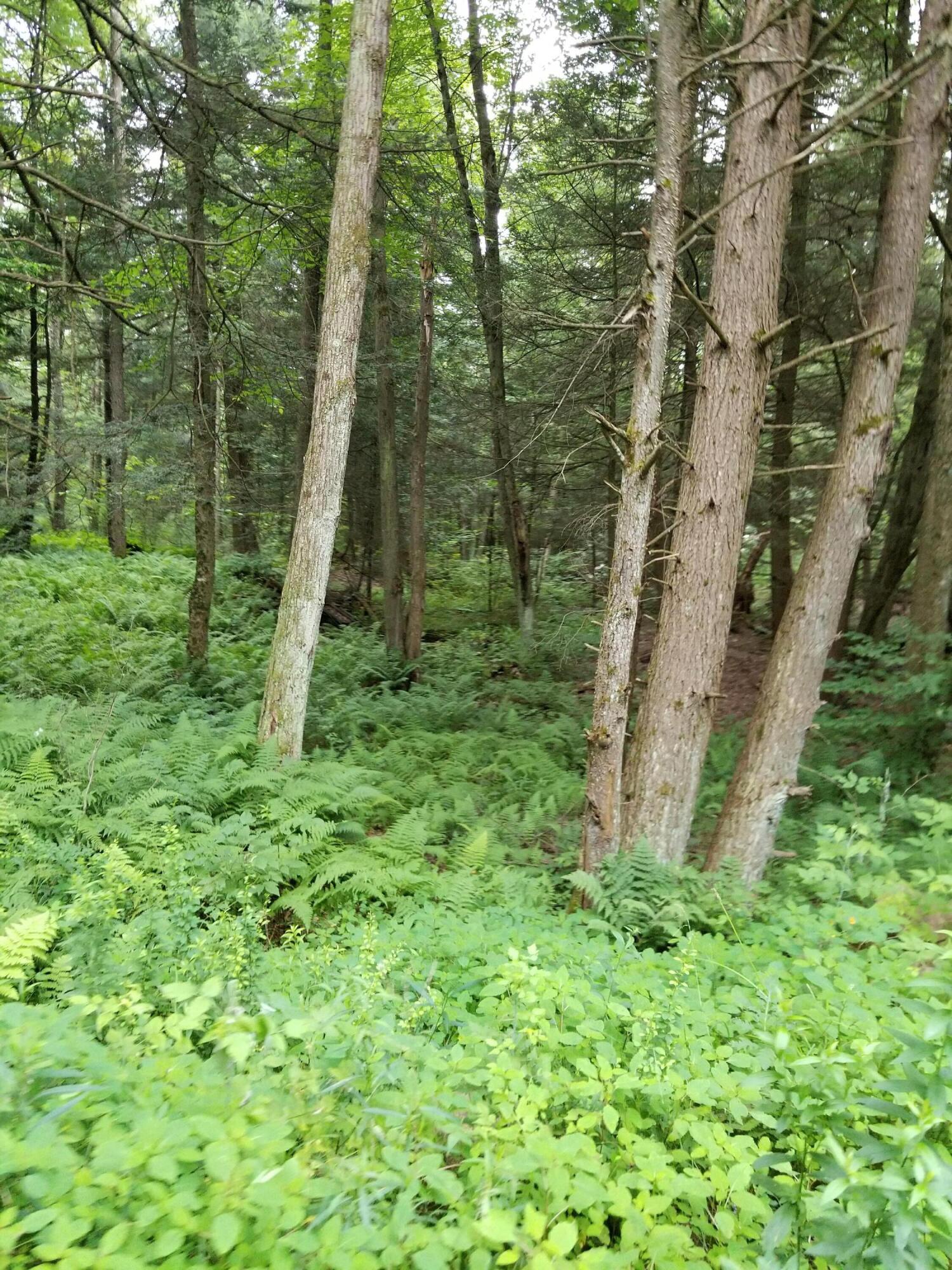 Old White Haven Lane, White Haven, Pennsylvania image 21