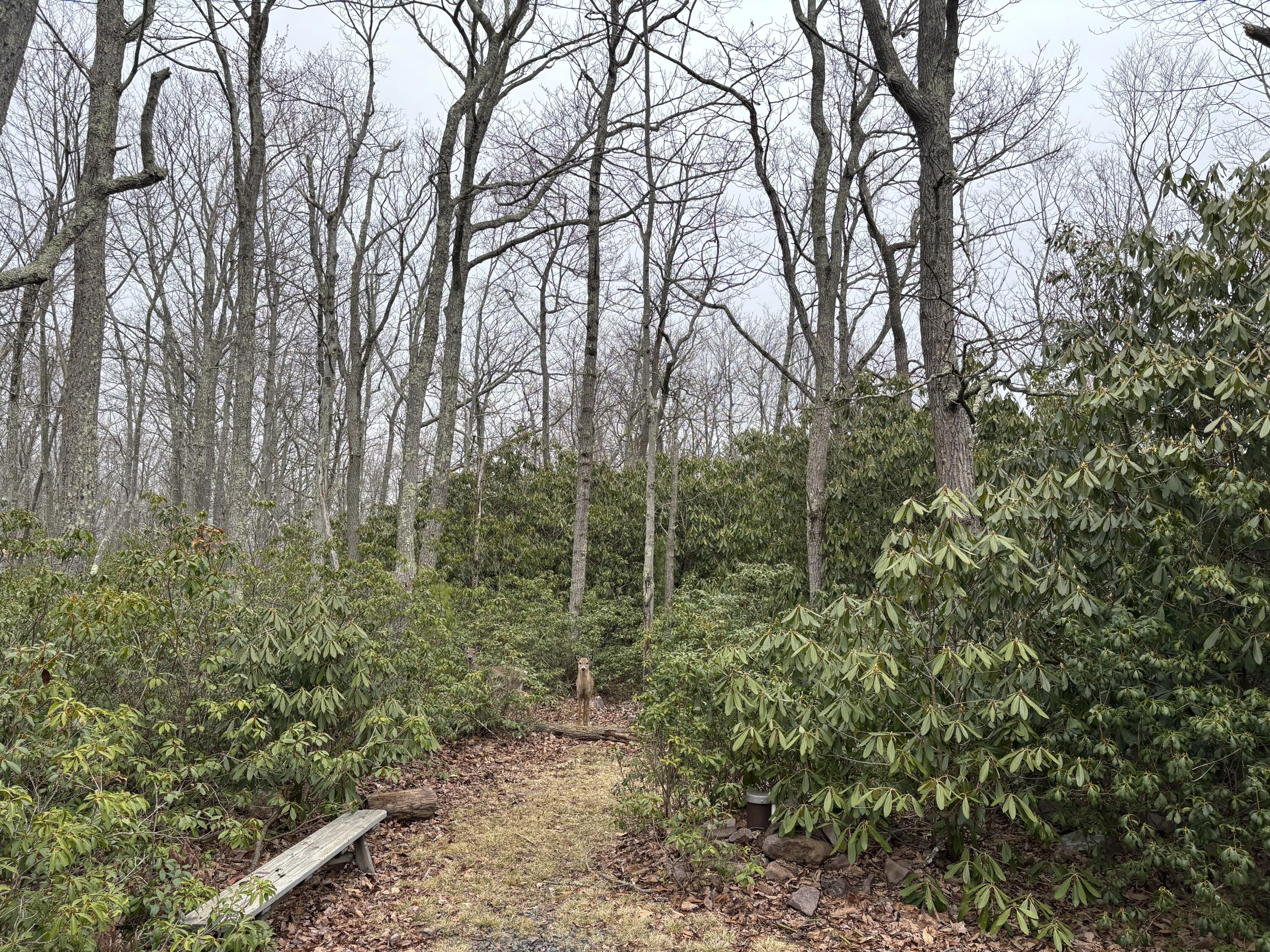 49 Algonkin Road, Jim Thorpe, Pennsylvania image 41