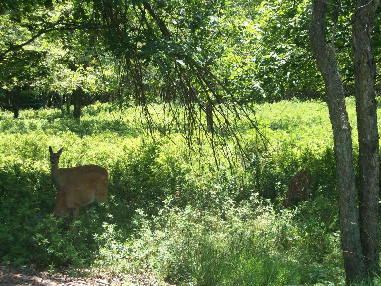 Shakespeare Drive, Albrightsville, Pennsylvania image 1