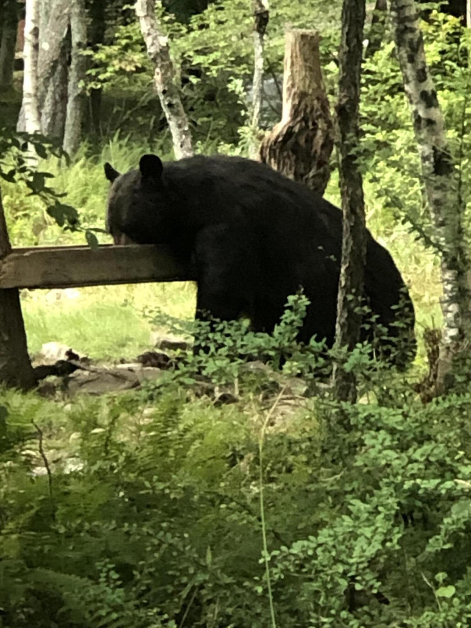 4 Game Drive, White Haven, Pennsylvania image 38
