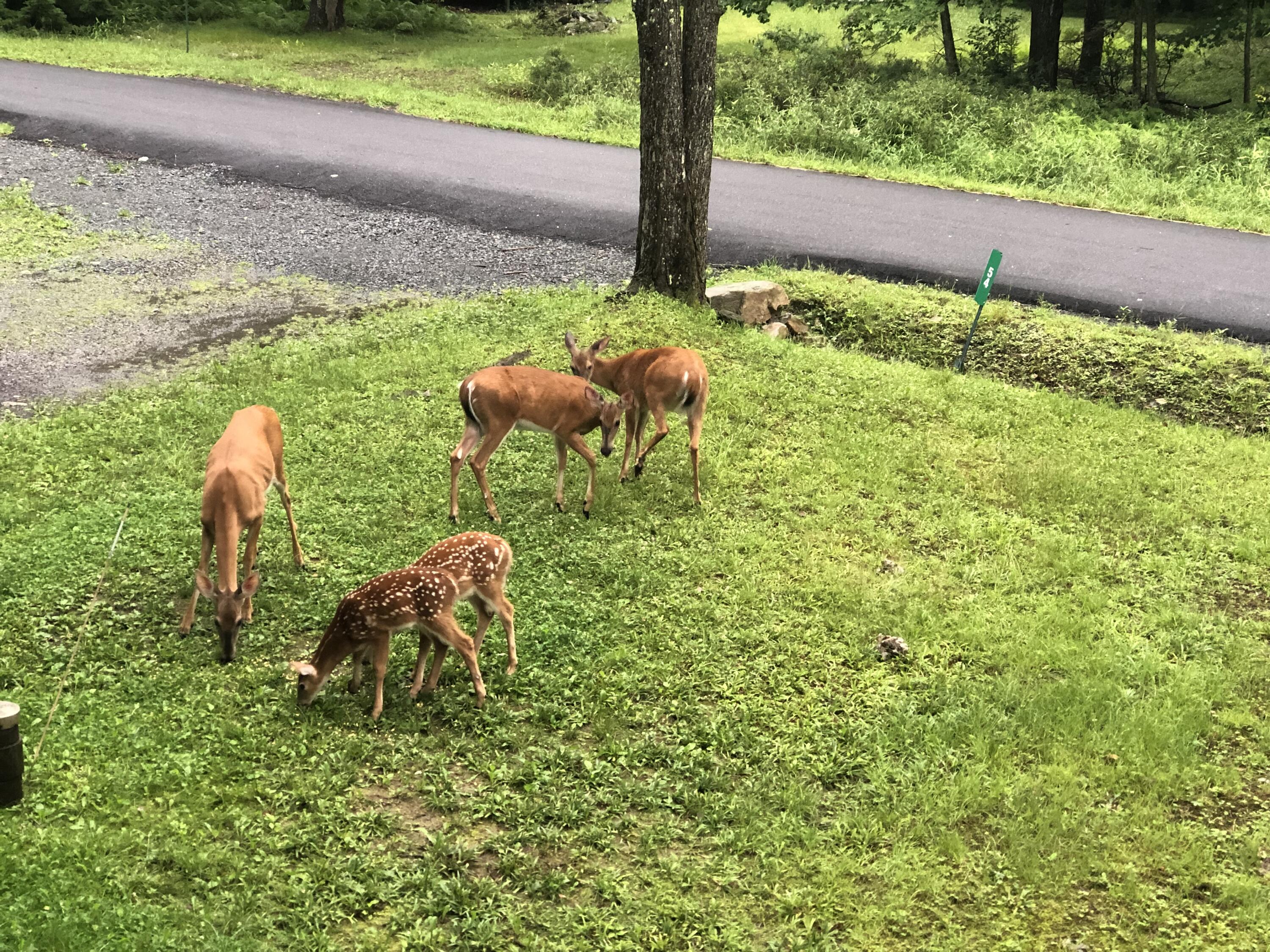 4 Game Drive, White Haven, Pennsylvania image 39