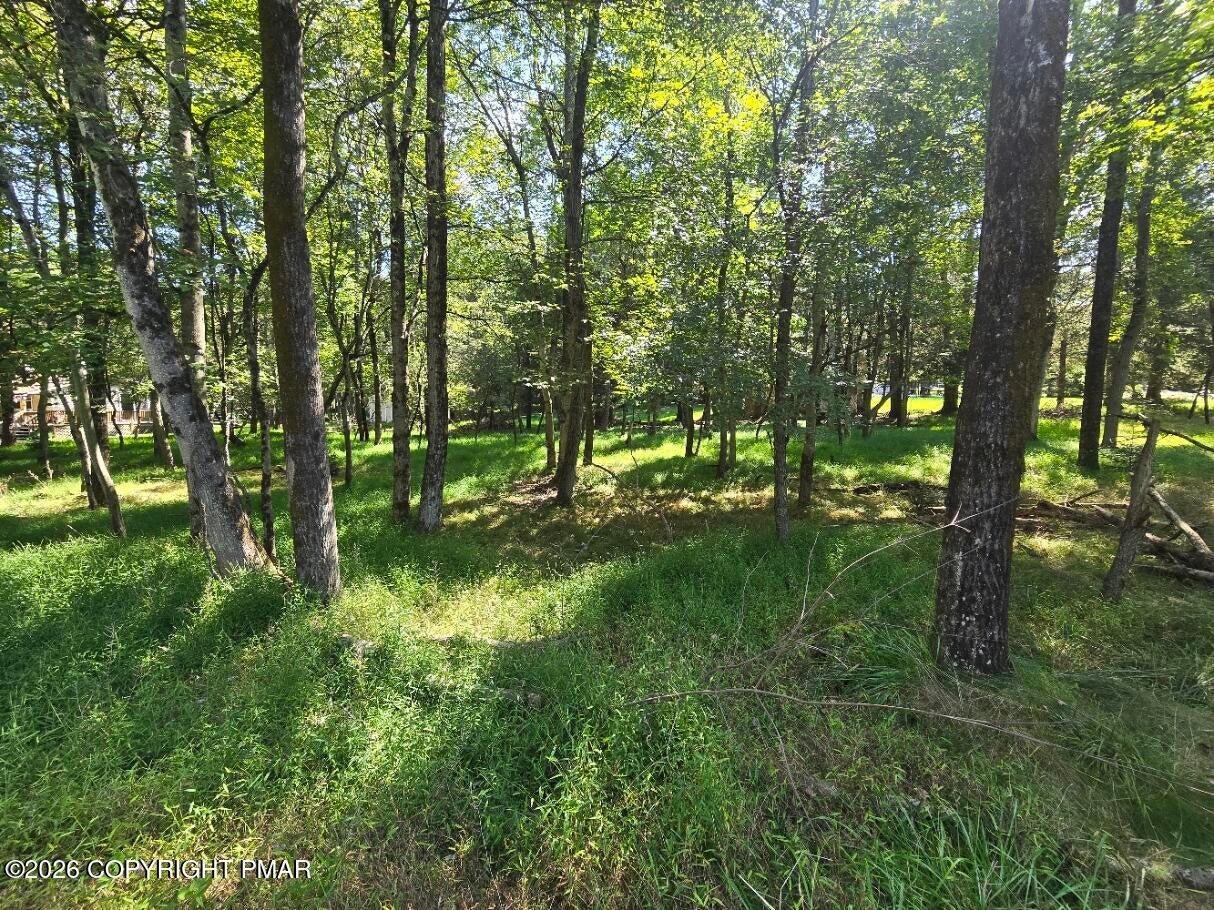 Wintergreen Trail & Longbrook