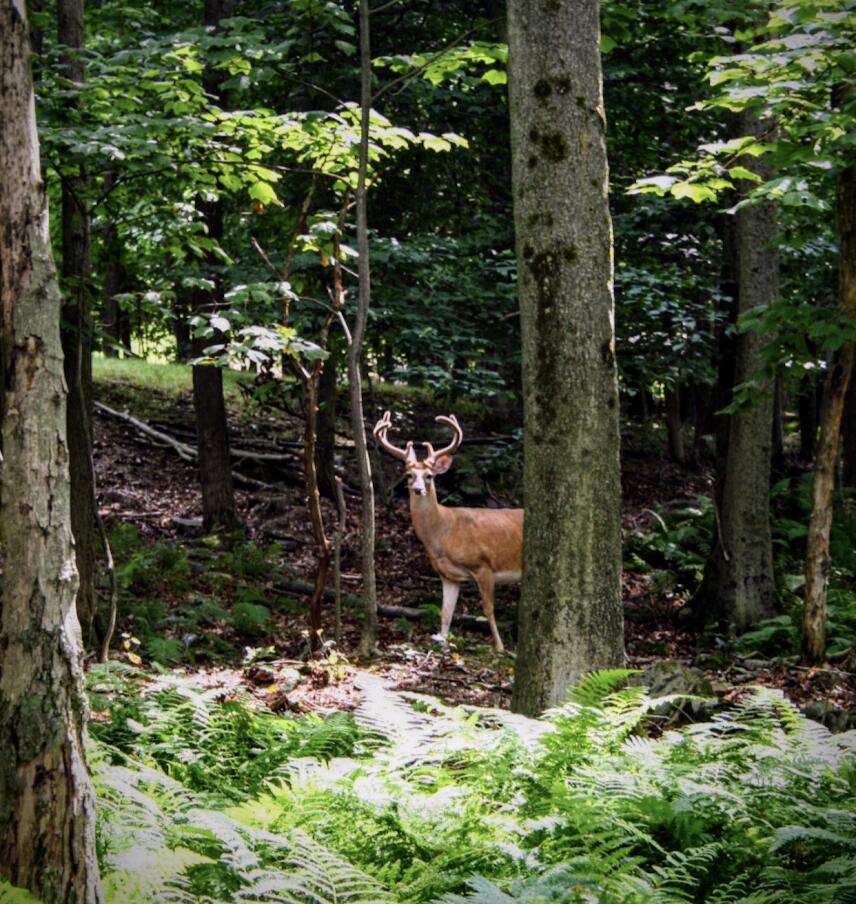 Delbert  Lot#bb70 Drive, Gouldsboro, Pennsylvania image 23
