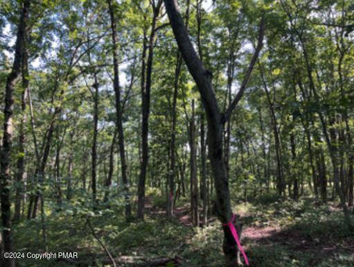 Pin Oak #518, Jim Thorpe, Pennsylvania image 3