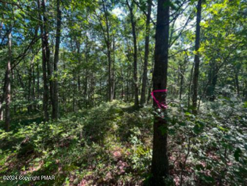 Pin Oak #518, Jim Thorpe, Pennsylvania image 8