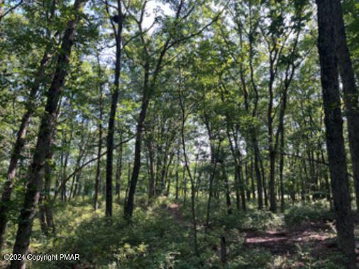 Pin Oak #518, Jim Thorpe, Pennsylvania image 9
