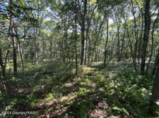 Pin Oak #518, Jim Thorpe, Pennsylvania image 5
